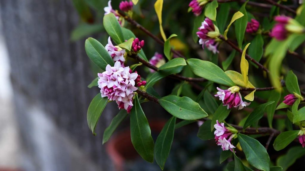 How To Grow Daphne In Pots Time Of Garden